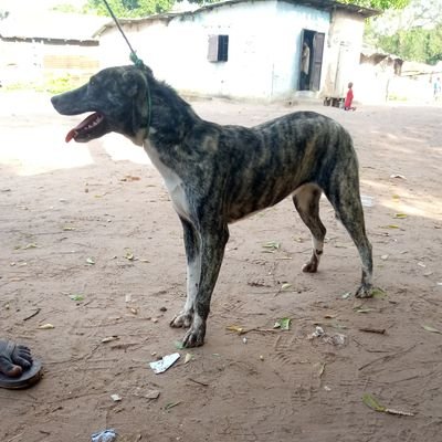 Omarkandeh20's profile picture. 