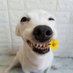 Boaz Ze Dog (@anehbo) Twitter profile photo Boaz Ze Dog (@anehbo) Twitter profile photo