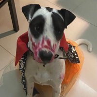 Vane Perbellini (@perrasubersiva1) 's Twitter Profile Photo Vane Perbellini (@perrasubersiva1) 's Twitter Profile Photo