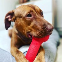Team Animal Voice #NYCACC Dogs #TAP4ACCDOGS (@tap4accdogs) 's Twitter Profile Photo Team Animal Voice #NYCACC Dogs #TAP4ACCDOGS (@tap4accdogs) 's Twitter Profile Photo