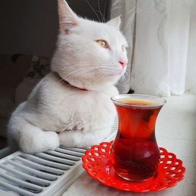 baykalhudaverdi's profile picture. 🐾