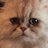 ごくらくねこのアイコン