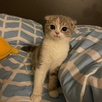 Gowonnarak's profile picture. They/them INTP