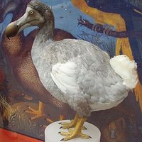 Dodos (@dodos_m) 's Twitter Profile