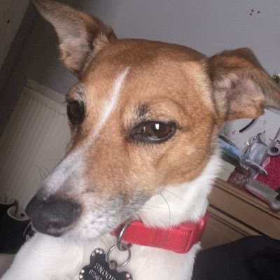 JoAngel_79's profile picture. I love nature and all animals but dogs are my passion. I’m a dog Walker and nature lover. worked @theowlstrust for 3yrs. Jack Russell & parrotlet mum.