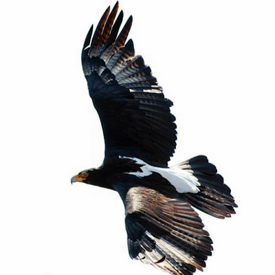 QuietEagle3's profile picture. 