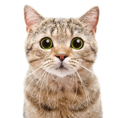 FelineCoffee's profile picture. Love & Respect 
Life & Liberty & Happiness
🎶 Where is the Love? 🎶
Make ⛪️🔔' s ring again!
Make Skies Blue Again
Border Security=National Priority