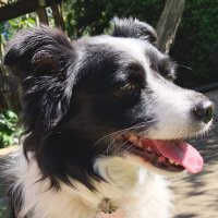 BoogieWoogie Border Collie 🇺🇸🌊🇺🇸🌊(@LottieResister) 's Twitter Profile Photo