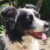 BoogieWoogie Border Collie 🇺🇸🌊 (@lottieresister) Twitter profile photo BoogieWoogie Border Collie 🇺🇸🌊 (@lottieresister) Twitter profile photo