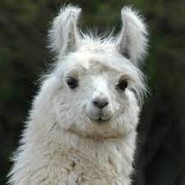 2Gruppo's profile picture. Fattoria e Agriturismo a conduzione famigliare

Paola, Marika, Sonia, Lorena e Cristiana