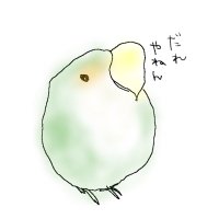 銀子のインコさん (@ginko_no_inko) 's Twitter Profile Photo