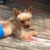 JaketheYorkie (@yorkiejakethe) Twitter profile photo JaketheYorkie (@yorkiejakethe) Twitter profile photo