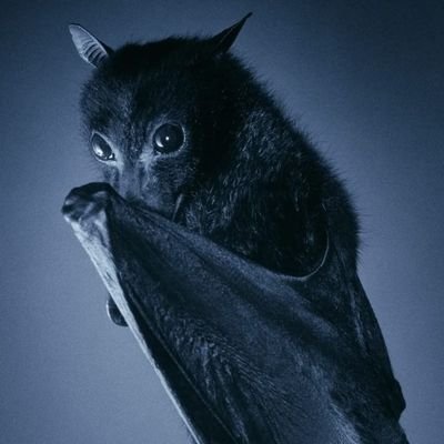 sita13's profile picture. part time simp, full time vampire.