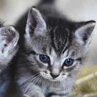 動物の癒され動画をつぶやいています。RTいいねよろしくお願いします。特にねこ好き🐱動物アカウントフォロバ100させていただきます