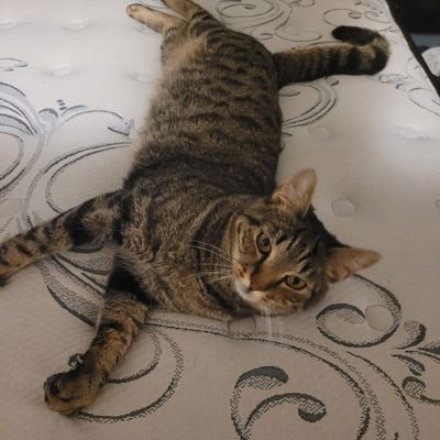 BMShannon's profile picture. 