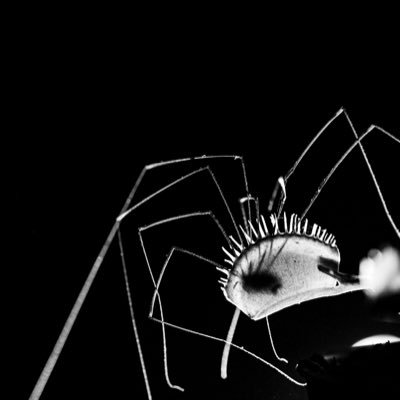 SingularSpatium's profile picture. Alternative Exhibition Space