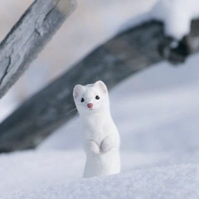 묘さんのプロフィール画像