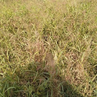 RajByadav81's profile picture. 