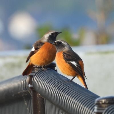 東京都に住む新米🔰主婦。
2021年から野鳥観察を始めました。
コンデジ＆近所で地味～に探鳥しています。
ドがつく初心者🔰ですので皆様の写真を見て勉強させていただいたり、癒されております。出産したためしばらくお休み中です🙇‍♀️