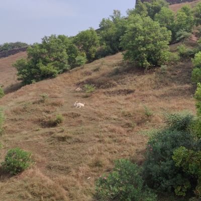 banchetan25's profile picture. With MNC for rozi n roti, Nationalist, Strong non sickular views. RTs not endorsemnt, Hindu - Respects(not tolerate) others beliefs