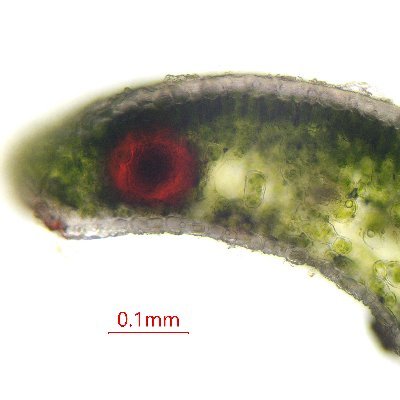 植物顕微鏡写真(趣味)さんのプロフィール画像