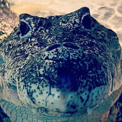 Scalieburさんのプロフィール画像