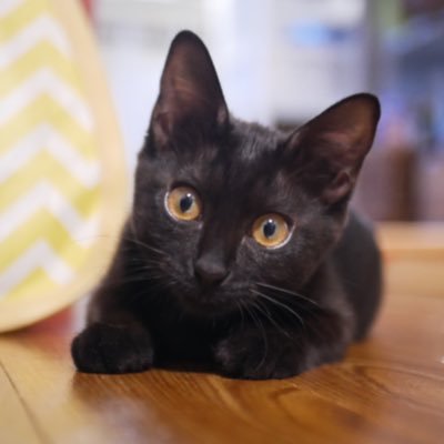 2021.9.4に街中で看板に挟まっていた黒い子猫を保護し、そのまま我が家にお迎えすることになりました❤️🐈‍⬛ 名前はすずめちゃんになりました。とってもかわいいので記録をかねて投稿します。Twitter🔰で夫婦で投稿してます
