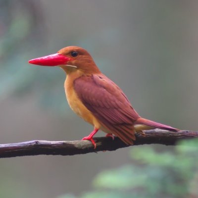 野鳥撮影が趣味です。
普段は、関西を中心に撮影しています。
大阪府内の緑地公園をうろうろ、マイフィールドは、山田池公園です。
ソニーα77Ⅱとα77。ミノルタハイスピード60０mｍF４で撮影