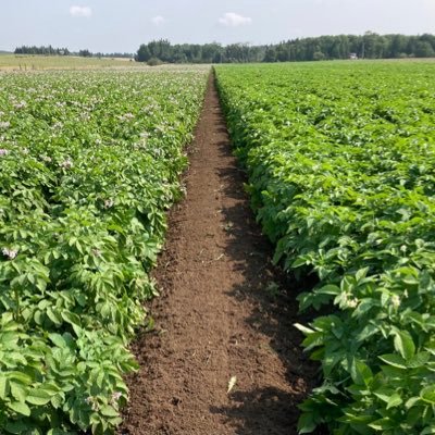 4th Generation seed potato and beef farmer in Redickville, Ontario.