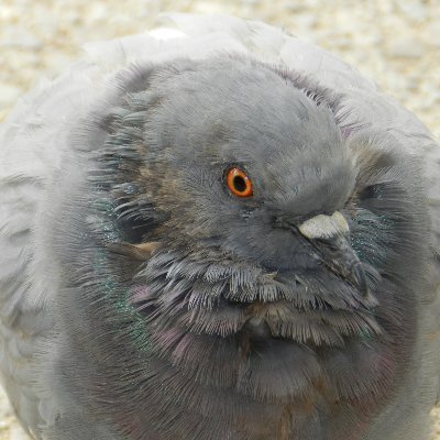 CuorDiLunaさんのプロフィール画像