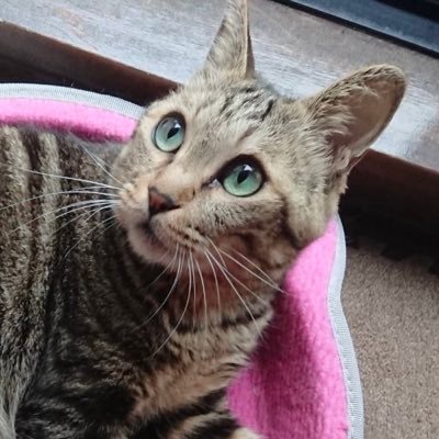 senbukitchen's profile picture. プロテインバーが主食です ■ 筋トレ・ダイエットアカウント ■ 置き換えダイエットがメイン！ ■ 5ヶ月でマイナス10kg達成！■ 現在は体力アップ+体型の改善が目標 ■ やっかいなぽっこりお腹と格闘中 ■ 無言フォロー失礼します ■ フォロー・ブロックお気軽に！