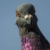 Am pigeon have no pronouns only bird
(account owner's pronouns are he/him, also a minor so don't be weird)