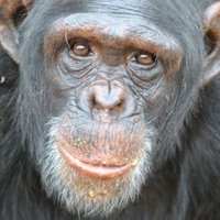 Triggered Chimp (@triggeredchimp) 's Twitter Profile