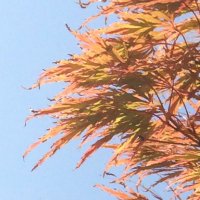 Flora (@florakrypto) 's Twitter Profile