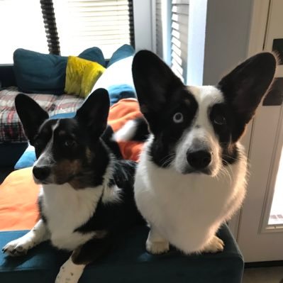 We’re a couple of frisky Cardigan Welsh Corgis. Our names fit our personas.