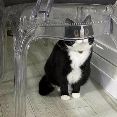 gatos sendo distorcidos por objetos transparentes, uma página pra te tirar da depressao

sugestão dm