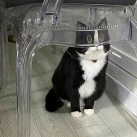 gatos sendo distorcidos por objetos transparentes(@GatosObjetos) 's Twitter Profileg