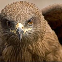 Milan@サロンmTech (@der_weih) 's Twitter Profile
