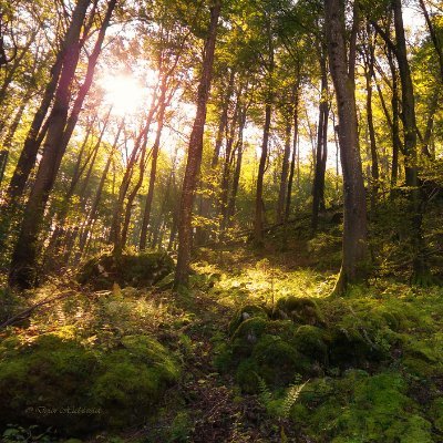 We are The Back Garden and we plan to make a brighter future for the future generations and for the wildlife.