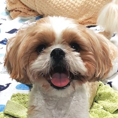 シーズー🐶まめちは舌と歯がでちゃうのよ👅🦷 (@mamekkonoheya