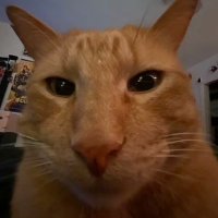 Archos (@archos_n) 's Twitter Profile