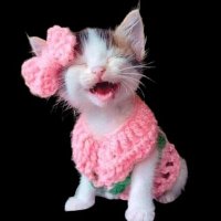 Cat Fiona (@otapnimuning) 's Twitter Profile