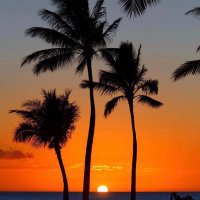 Always Aloha (@alwaysaloha2021) 's Twitter Profile Photo Always Aloha (@alwaysaloha2021) 's Twitter Profile Photo