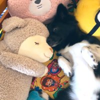バッキーM🐶 (@oidb10) 's Twitter Profile