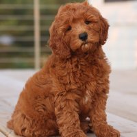 Adorable Goldendoodles(@adorabledoodles) 's Twitter Profile Photo