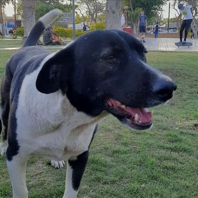 El mejor perro de todo chimbas
Instagram: https://t.co/XhRMMVBWsw