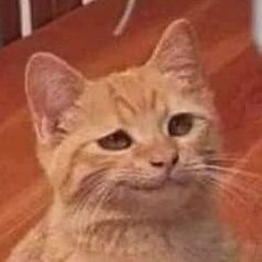 fiacik2's profile picture. Just a random weirdo on the internet