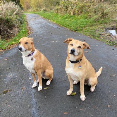 HabbishowChris's profile picture. 