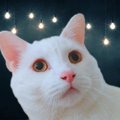 BulgerWhitecat Profile Picture