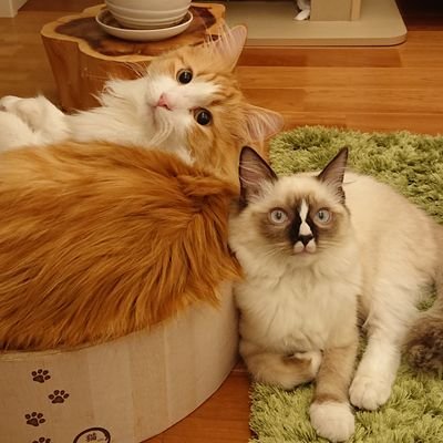 メインクーン♂コタとラグドール♀スジコ🐾 気まぐれにポストしてます🐈❣無言フォロー歓迎❣猫垢さんフォロバ100%❣#ねこ #メインクーン #ラグドール #猫のいる暮らし #猫のいる幸せ #猫好きさんと繋がりたい DMは見ますが返信しない場合があります。